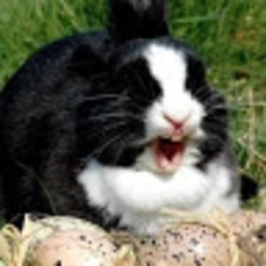 Meet your Posher, Allen